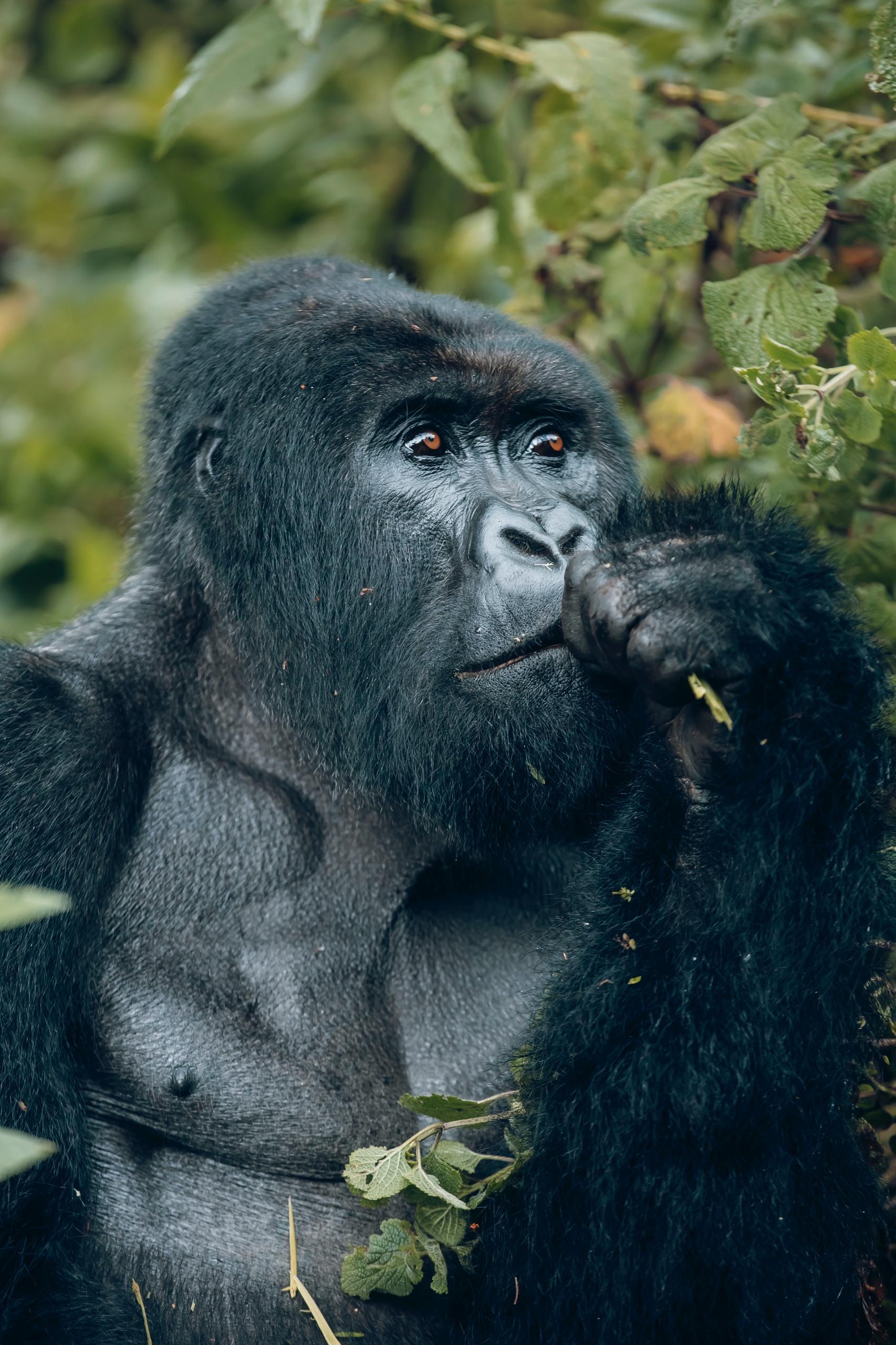 Rwanda Gorilla, Golden monkey & Chimpanzee Trekking Experience